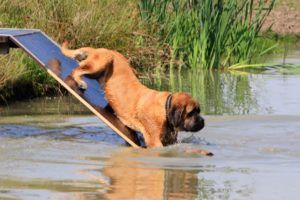 Lex van de glijbaan - Hillse Mastiffs