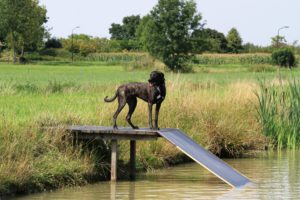 Freddy ready to go - Hillse Mastiffs