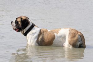 Rhapsody pied Mastiffs - Hillse Mastiffs