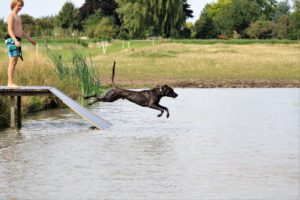 Waterpret Freddy outcross - Hillse Mastiffs