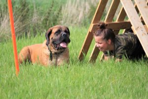 Dikke pret - Hillse Mastiffs