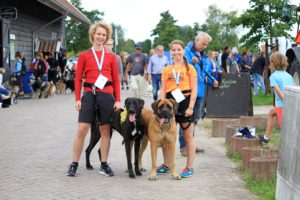 Dogsurvival Barendrecht 2017 - Hillse Mastiffs