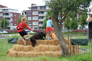 Dogsurvival Barendrecht 2017 - Hillse Mastiffs