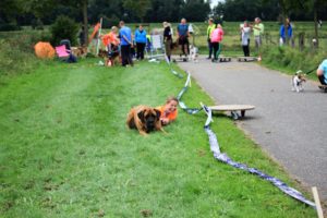 Dogsurvival Barendrecht 2017 - Hillse Mastiffs
