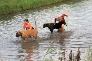Dogsurvival Barendrecht 2017 - Hillse Mastiffs