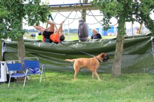 Dogsurvival Barendrecht 2017 - Hillse Mastiffs