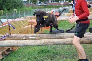 Dogsurvival Barendrecht 2017 - Hillse Mastiffs