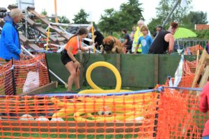 Dogsurvival Barendrecht 2017 - Hillse Mastiffs
