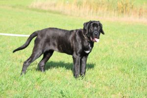 Julietta Spod Holi - Hillse Mastiffs