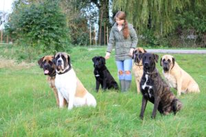 Hillse Mastiffs - 2017