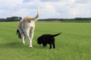 Mastiff - Juliette Spod Holi - Hillse Mastiffs