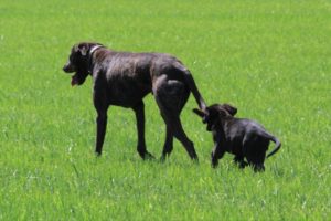 Mastiff - Juliette Spod Holi - Hillse Mastiffs