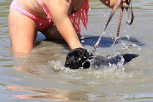 Mastiff - Juliette Spod Holi - Hillse Mastiffs
