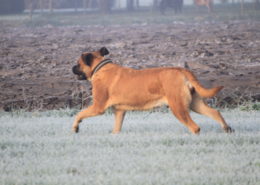 Alex 7 weken drachtig - engelse Mastiff pup - Hillse Mastiffs