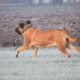 Alex 7 weken drachtig - engelse Mastiff pup - Hillse Mastiffs