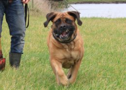 Alex 60 dagen drachtig - Hillse Mastiffs