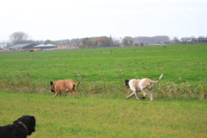 Alex 60 dagen drachtig - Hillse Mastiffs