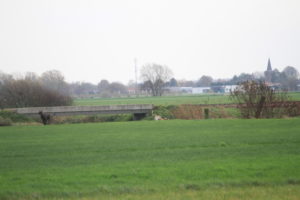 Alex in het kanaal...- Hillse Mastiffs