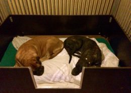 Lex en Freddy testen babykamer | Hillse Mastiffs