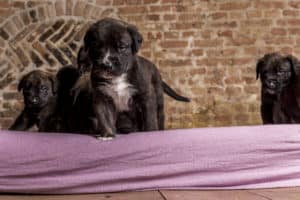 F2 Mastiff outcross 4 weeks - Hillse Mastiff's