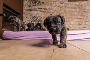 F2 Mastiff outcross 4 weeks - Hillse Mastiff's