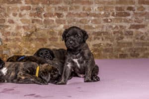 F2 Mastiff outcross 4 weeks - Hillse Mastiff's