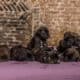 F2 Mastiff outcross 4 weeks - Hillse Mastiff's