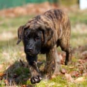 Tijger – F2 outcross – Mastiff – Hillse Mastiffs Tijger - F2 outcross - Mastiff - Hillse Mastiffs
