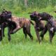 Hillse Mastiff - F 2 Outcross