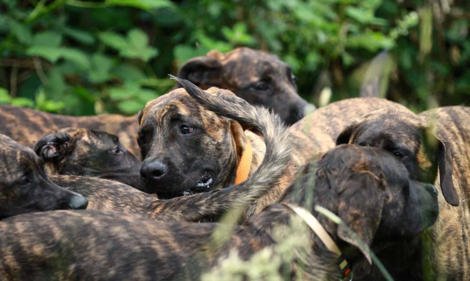 F2 - Outcross - v.d. Hillse Mastiff's