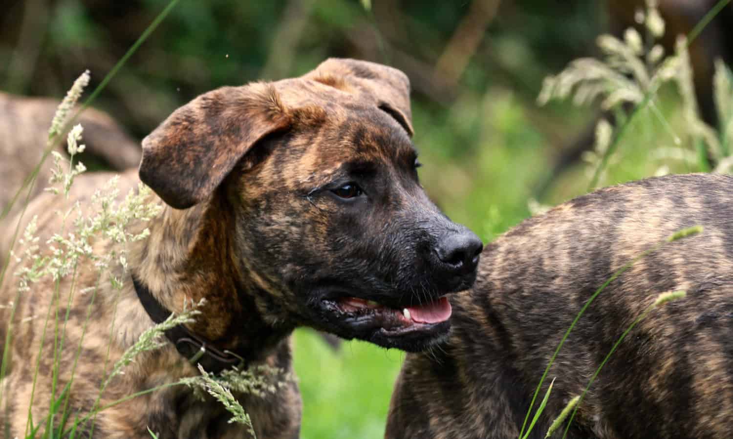 F2 - Outcross - v.d. Hillse Mastiff's