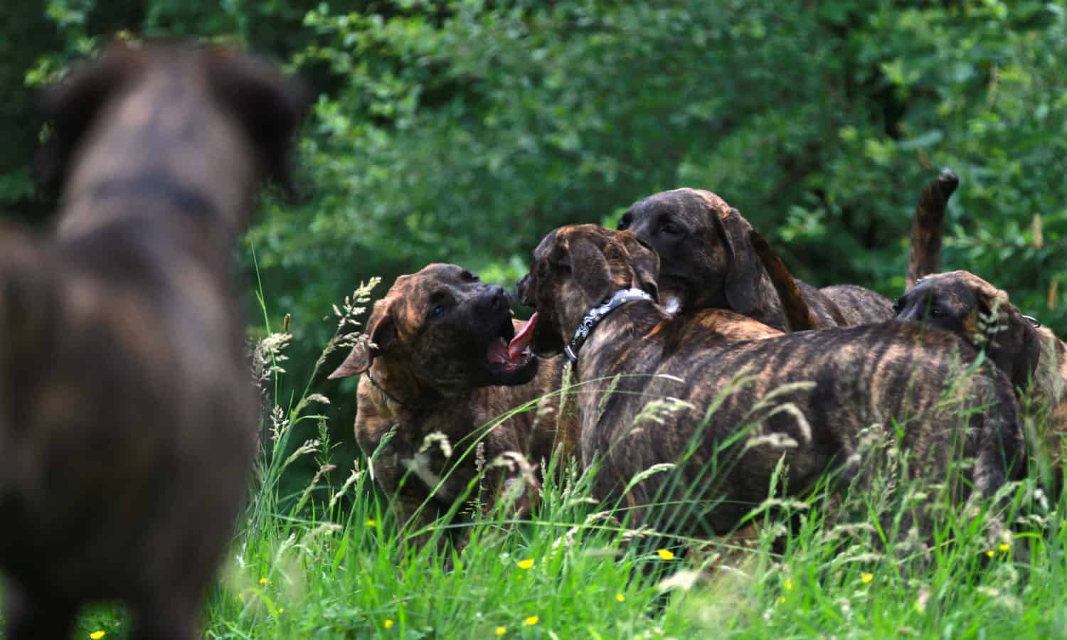 F2 - Outcross - v.d. Hillse Mastiff's