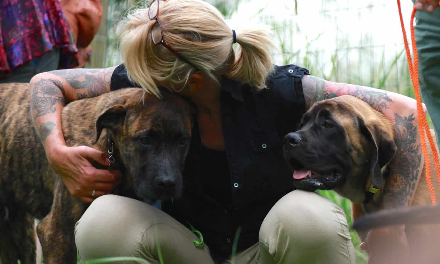 Mastiff versus Outcross Mastiff F2