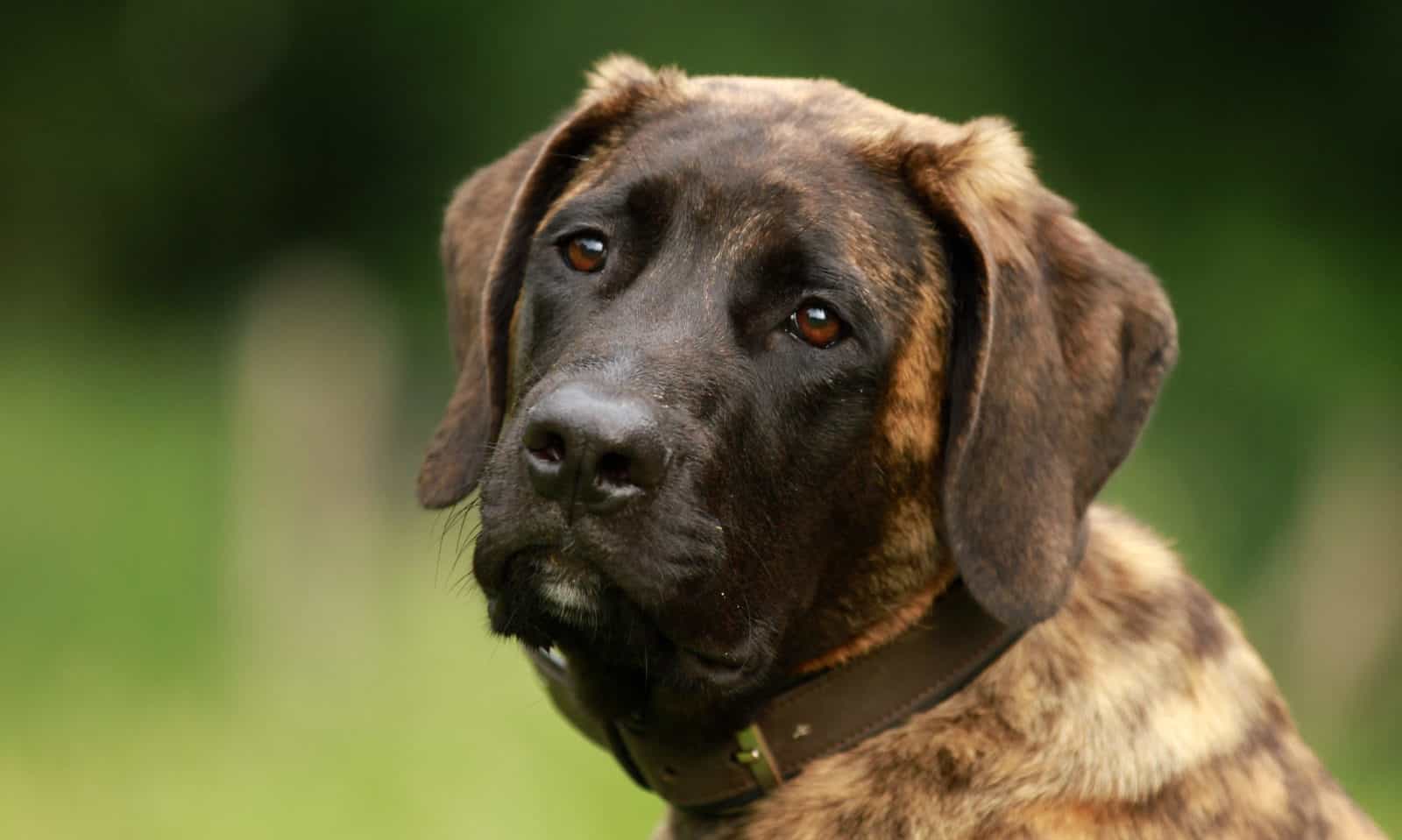 Tijger - Bono v.d. Hillse Mastiff's