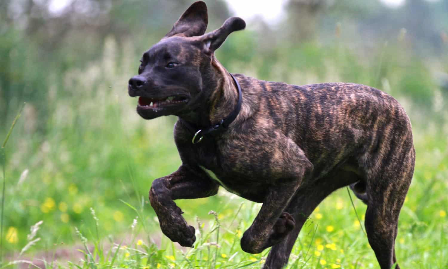 Quincy - Bluf v.d. Hillse Mastiff's