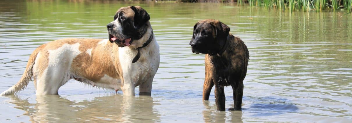 Pied en F2 outcross - Hillse Mastiff's