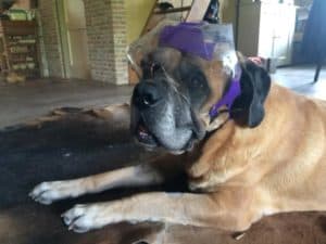 Juultje met bril herstellende van de operatie - Hillse Mastiffs Juultje met bril herstellende van de operatie - Hillse Mastiffs