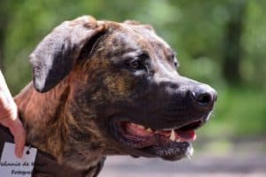 Queen F2 Mastiff 18 mnd