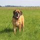 Juul blind door Glaucoom - Hillse Mastiffs