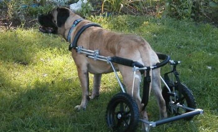 DM Mastiff
