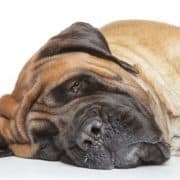 Epilepsie Mastiff - Hillse Mastiffs