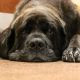 zieke Mastiff